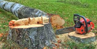 How Our Tree Care Process Works  in  Harmony Grove, CA