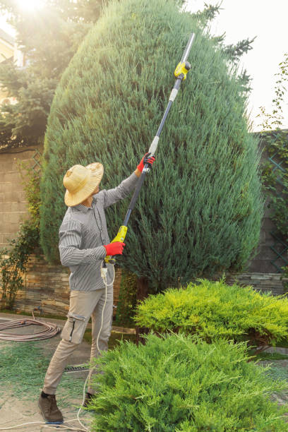 Tree and Shrub Care in Harmony Grove, CA